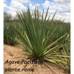 Agave Pacifica
